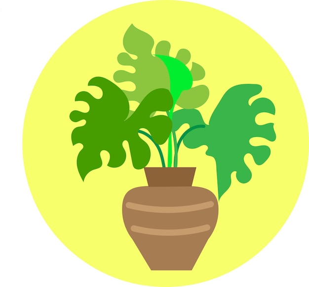 illustration of monstera plant vector