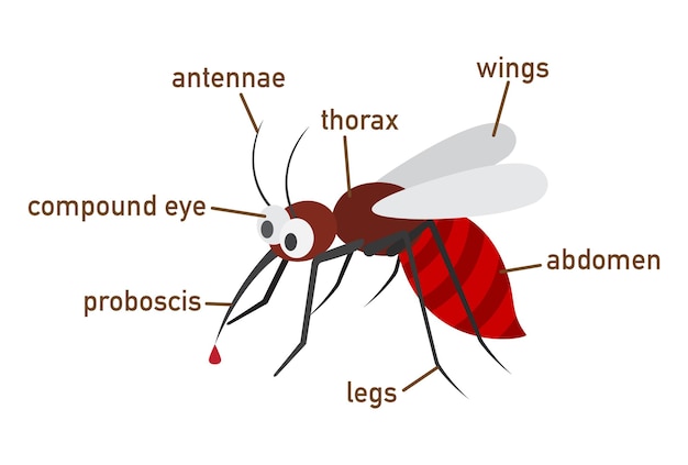 Vettore illustrazione della parte del vocabolario della zanzara del corpo