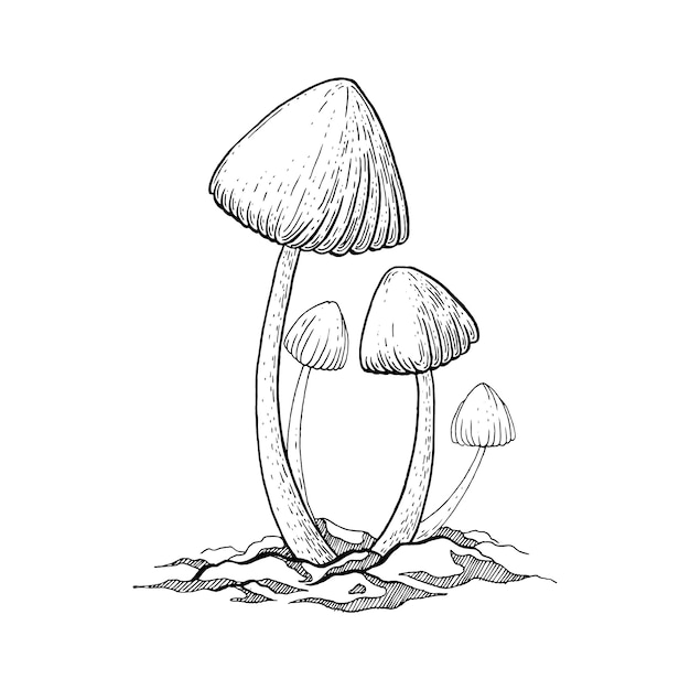 Illustration of a Mushroom.