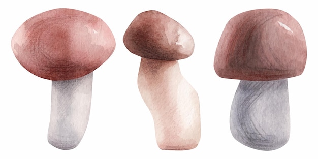 Vector illustration of a mushroom
