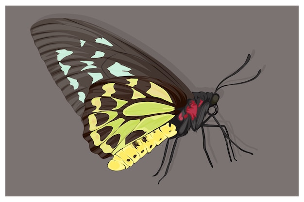 黒、緑、黄色の体の蝶のイラスト