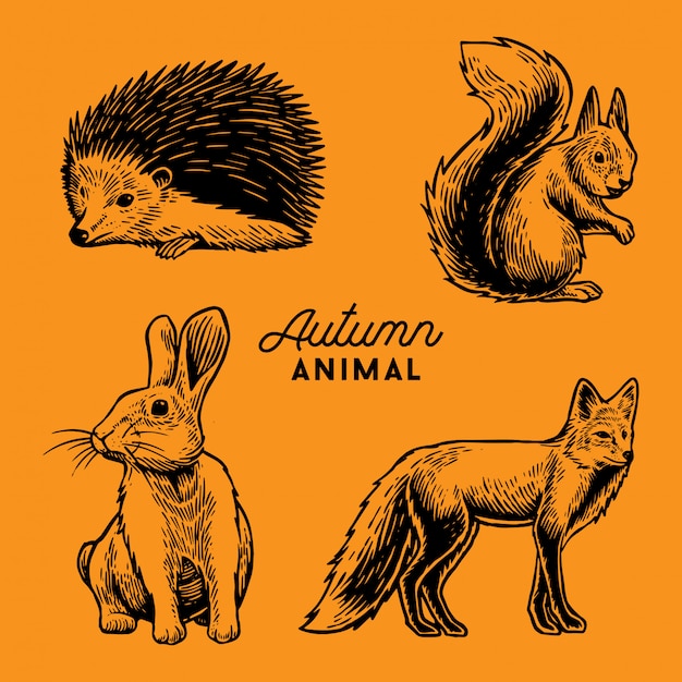가을 동물의 삽화