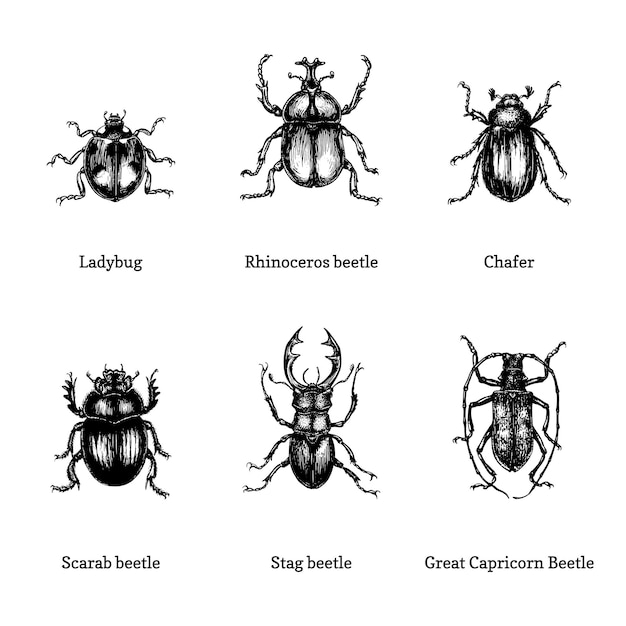 ベクトル イラスト, の, カブトムシ, 白, 背景, 引かれる, 昆虫, セット, 中に, 彫刻, スタイル, スケッチ, コレクション, 中に, ベクトル