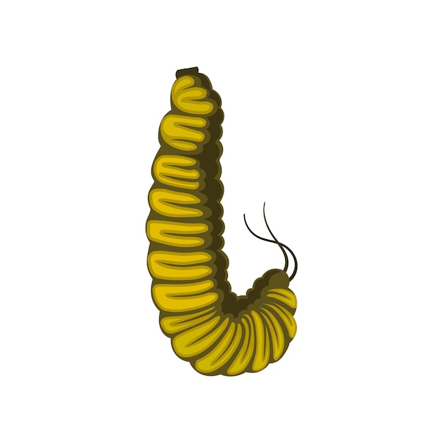 벡터 밝은 노란색 애벌레의 그림 나비의 유충 안테나 쌍이 있는 곤충 곤충학 테마 책에 대한 그래픽 요소 흰색 배경에 고립 된 평면 스타일의 다채로운 벡터 아이콘