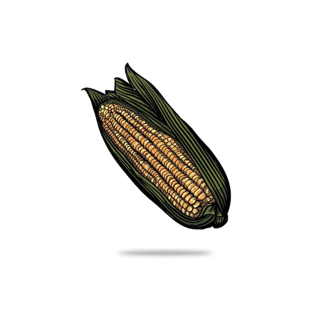 Иллюстрация кукурузы в стиле гравюры