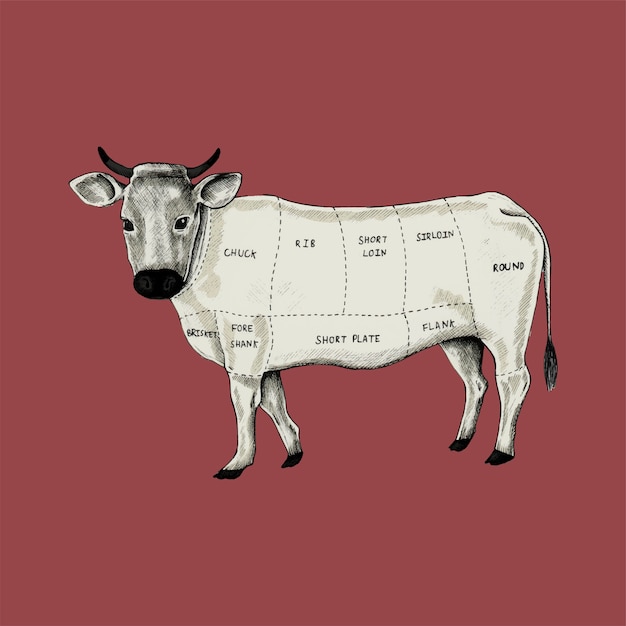Иллюстрация различных частей коровы