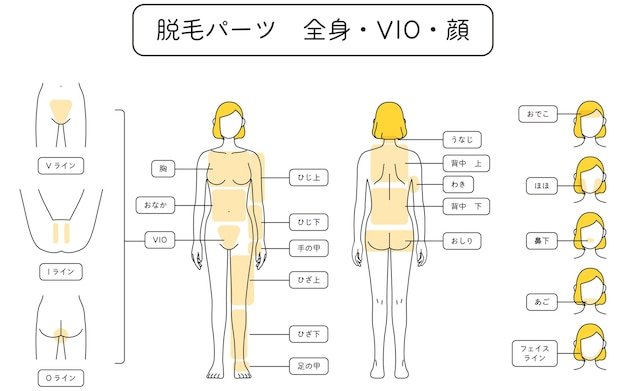 ベクトル 女性の脱毛のイラスト 全身 vio 顔