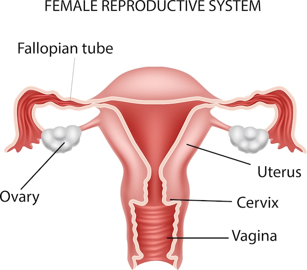 Вектор Иллюстрация женской репродуктивной системы