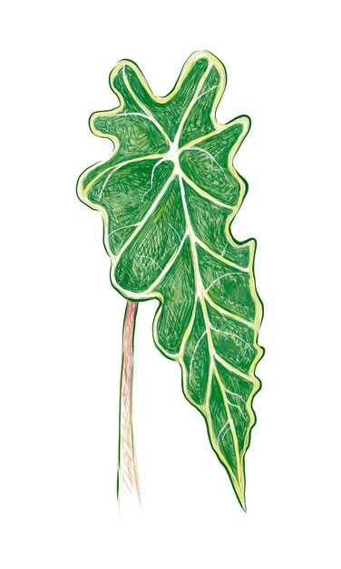 Golden Pothos 또는 Ivy Arum Plant의 그림