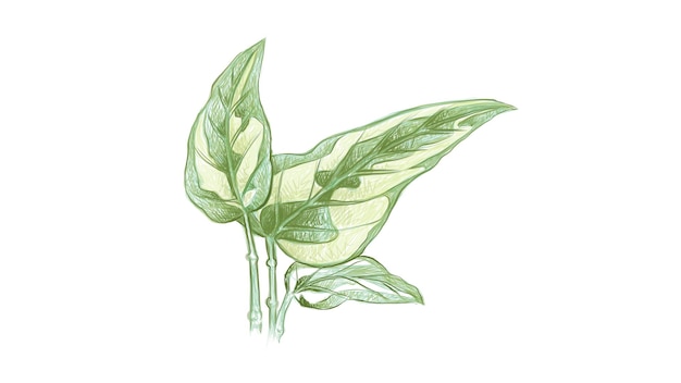 Вектор Иллюстрация растения golden pothos или ivy arum