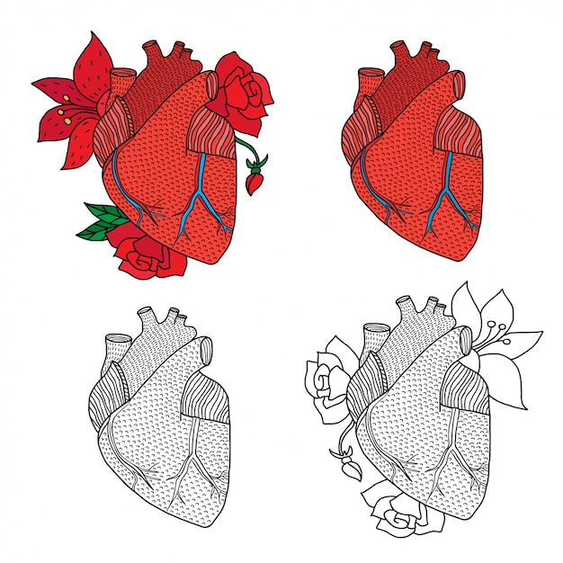 Иллюстрация человеческого сердца, изолированные на белом