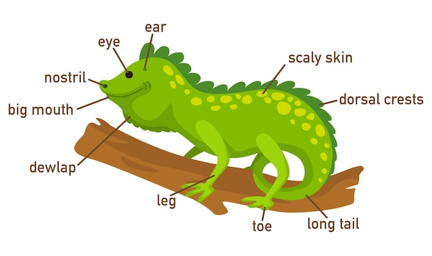 Иллюстрация словарного запаса игуаны часть тела