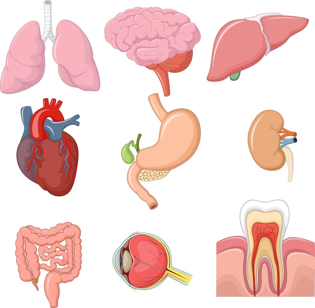 내부 장기 해부학의 삽화
