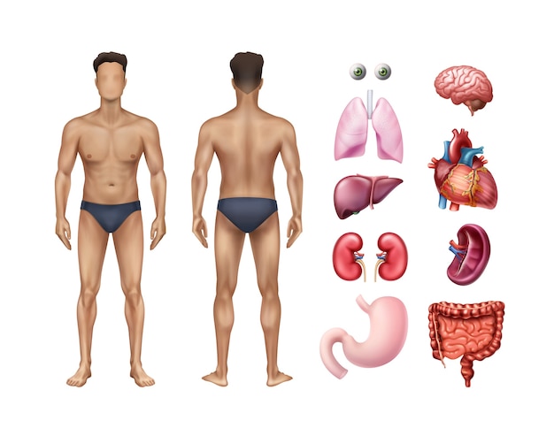 男性の体のテンプレートの正面図と背面図の図