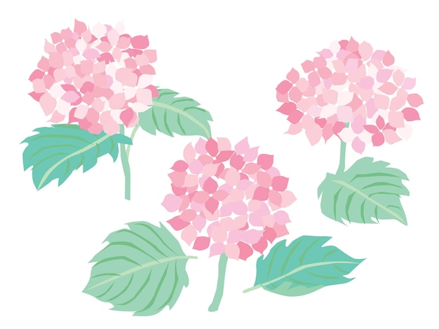 Иллюстрация розовой гортензии