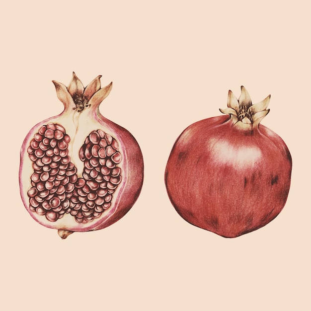 Вектор Иллюстрация тропических фруктов акварель стиль