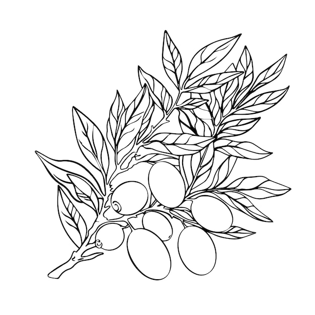 Vector illustration of olives the outline of the shit of olives on a white background for coloring