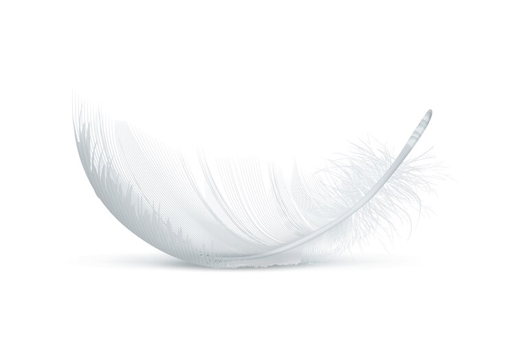  Illustration of one lying fluffy feather