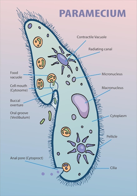 Illustration of paramecium anatomy infographic