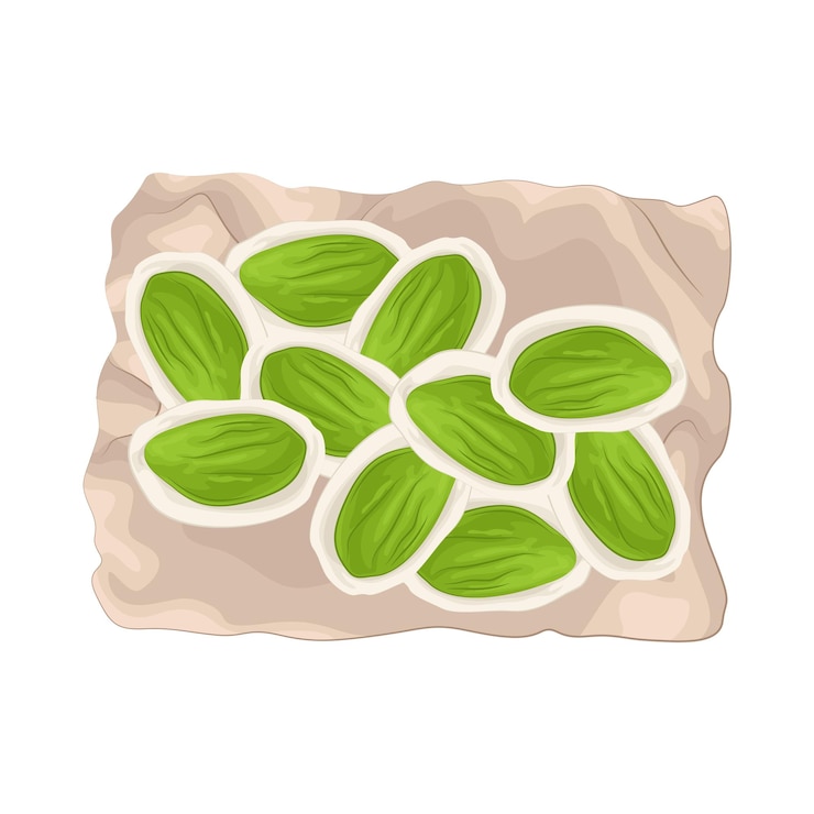 Vector illustration of petai