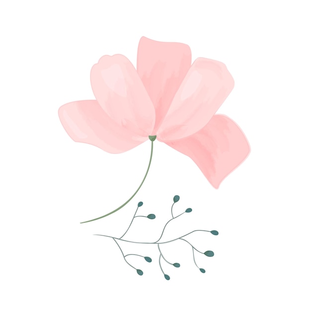 Illustration of pink Cosmos flower Gentle flower with branch isolated on white background