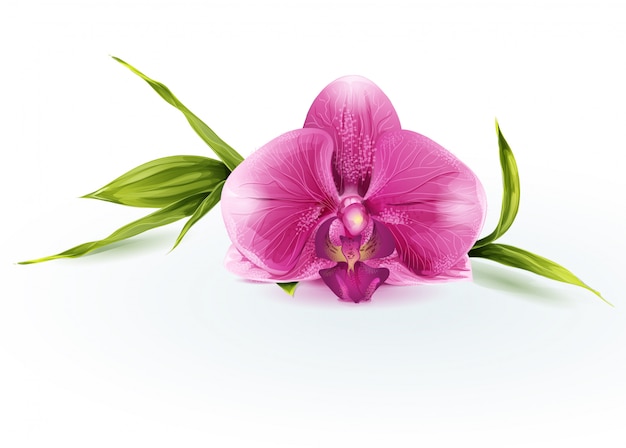 Vector illustration of a pink orchid