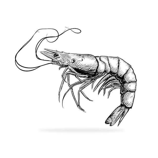 illustration of prawn engraving style vector