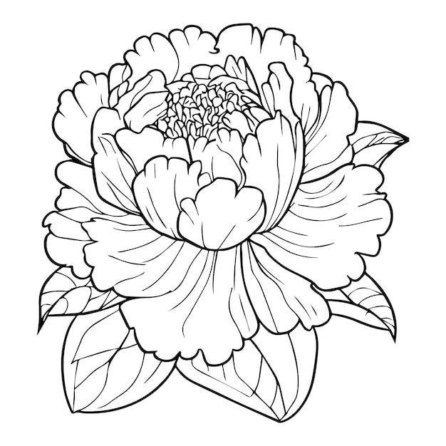 Illustration of primrose line drawings beautiful tattoos engraved ink illustrations