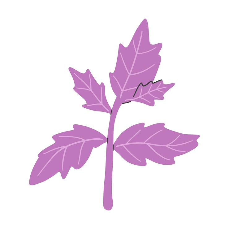 Vector illustration of a purple basil leaf isolated on a white background fresh herbs and spices