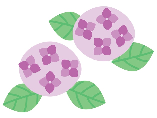 Illustration of the purple hydrangea of june