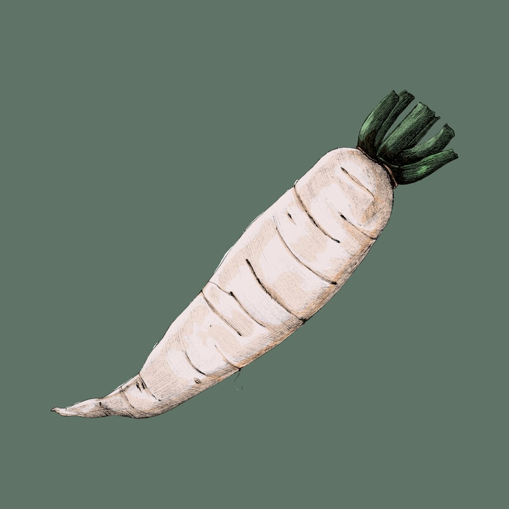 Vector illustration of raikon radish vegetable