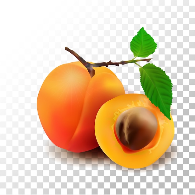 Illustration realistic apricot fruit