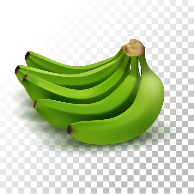 Vector illustration realistic green banana fruit