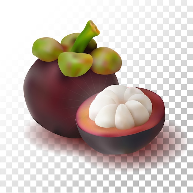 Vector illustration realistic mangosteen fruit