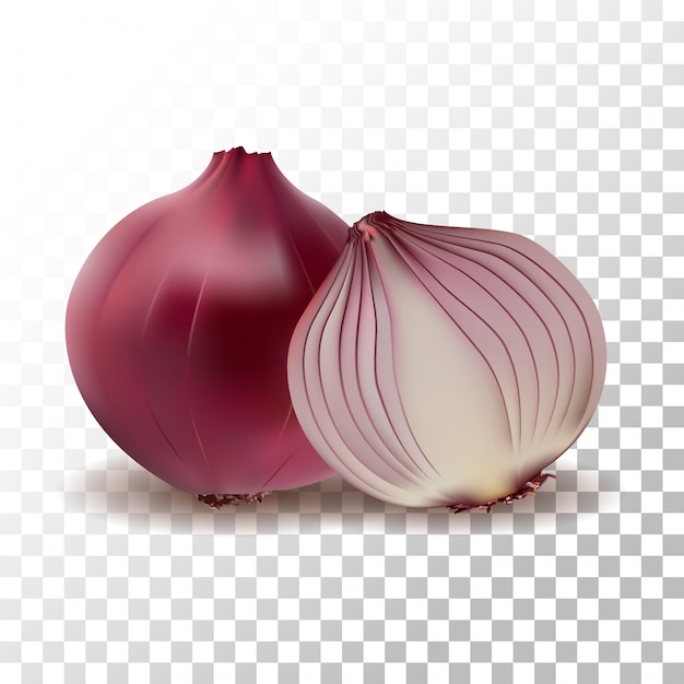 Vector illustration realistic red onion on transparent