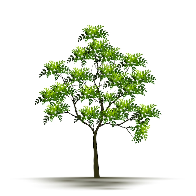 Vector illustration realistic tree isolated