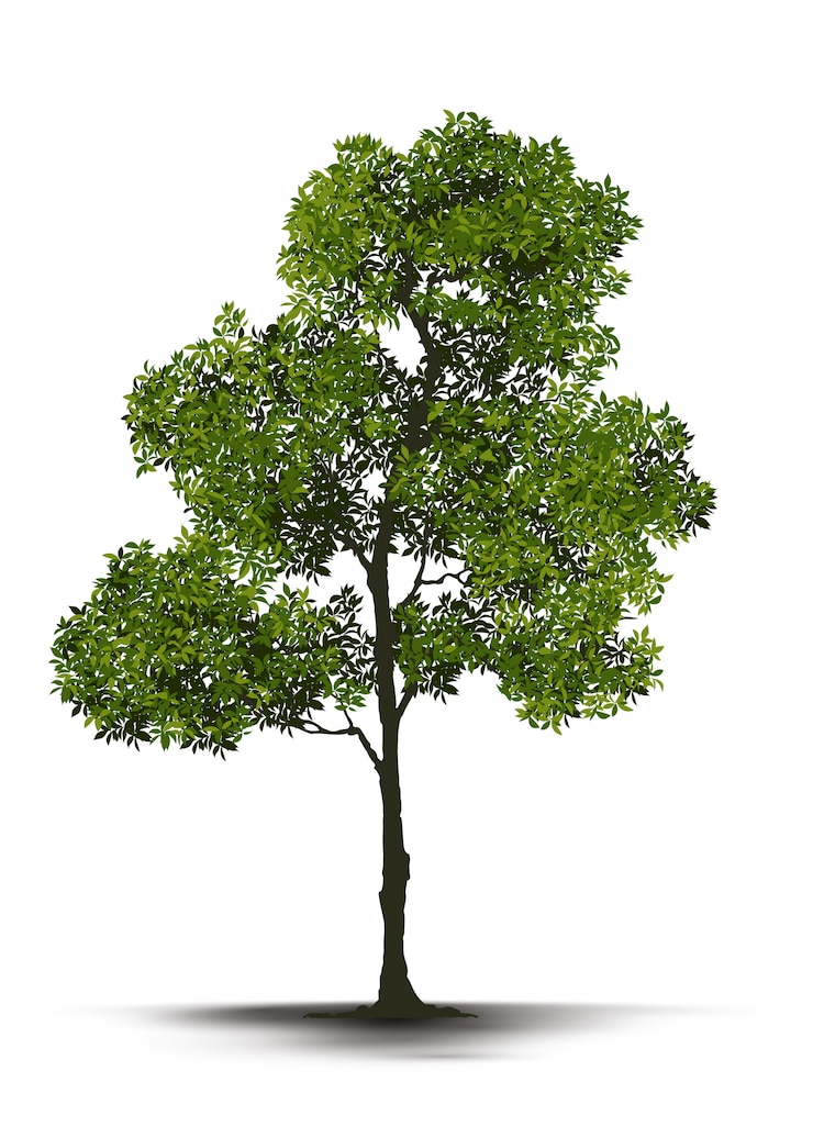 Vector illustration realistic tree isolated