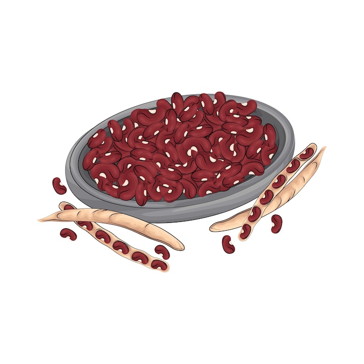 Vector illustration of red bean