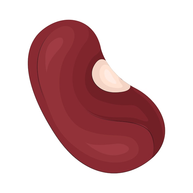 Vector illustration of red bean