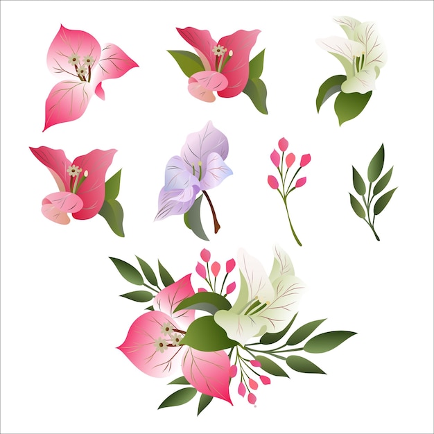 Illustration of Red Bougainvillea Flowers or Paper Flowers One of The Most Popular Flower in Oman