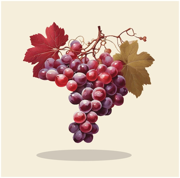 Иллюстрация красного винограда 1