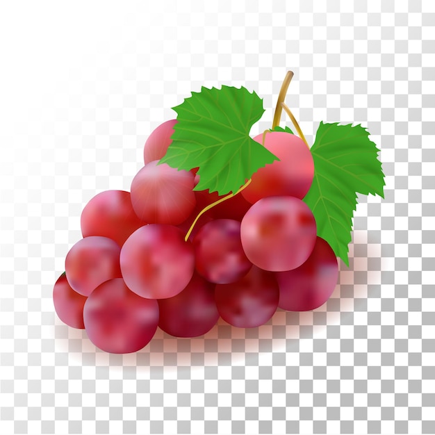 Illustration   red grapes fruit