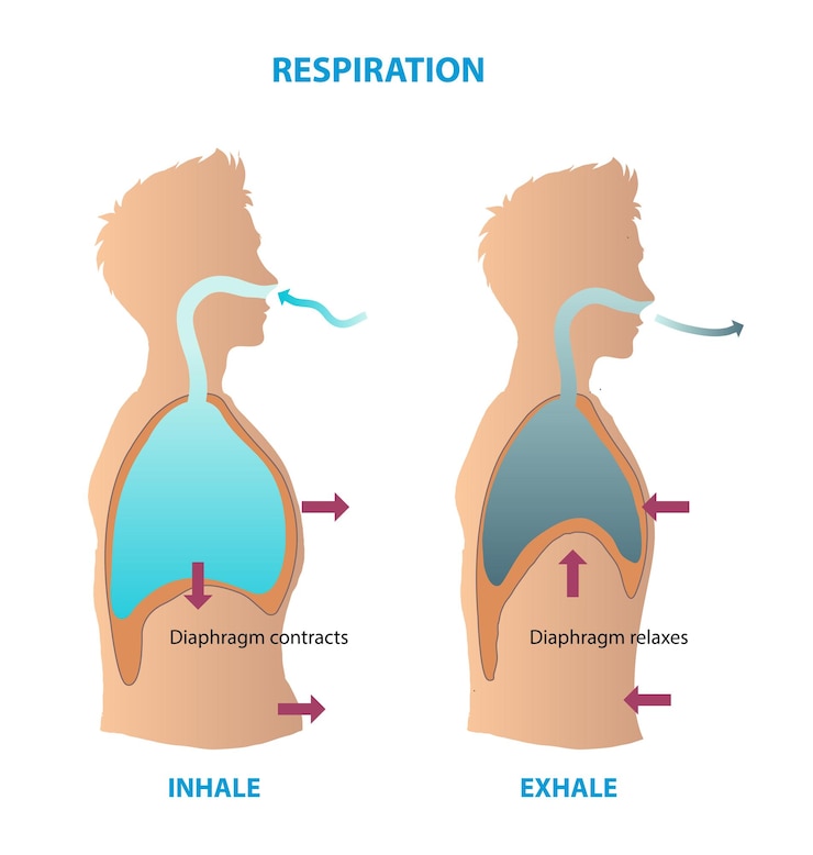 वेक्टर illustration of respiration diagram