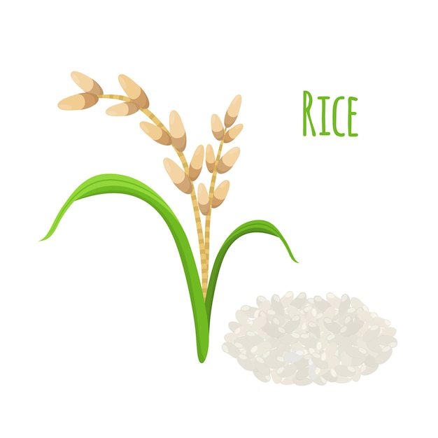 Vector illustration of rice plant