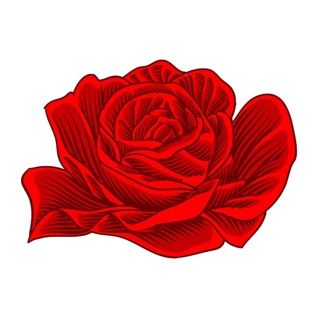 illustration of rose blooming engraving style for design element