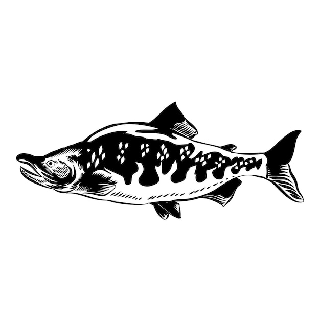 Illustration of salmon vintage vector for logo