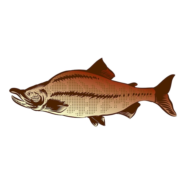 Иллюстрация старинного вектора лосося для логотипа