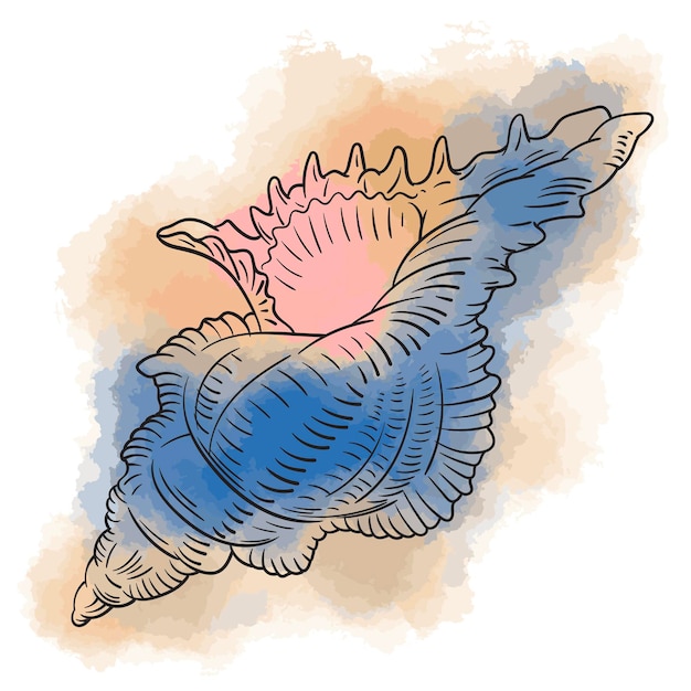 Vector illustration of a seashell