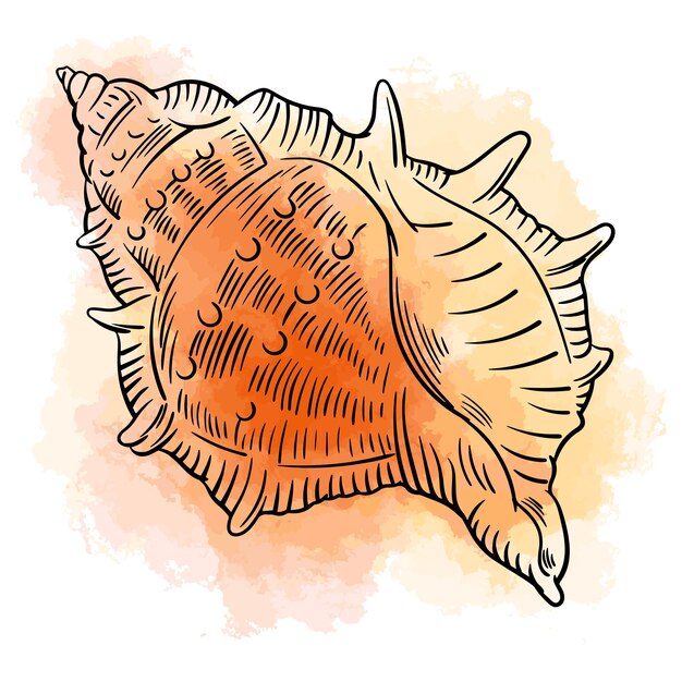 Illustration of a seashell