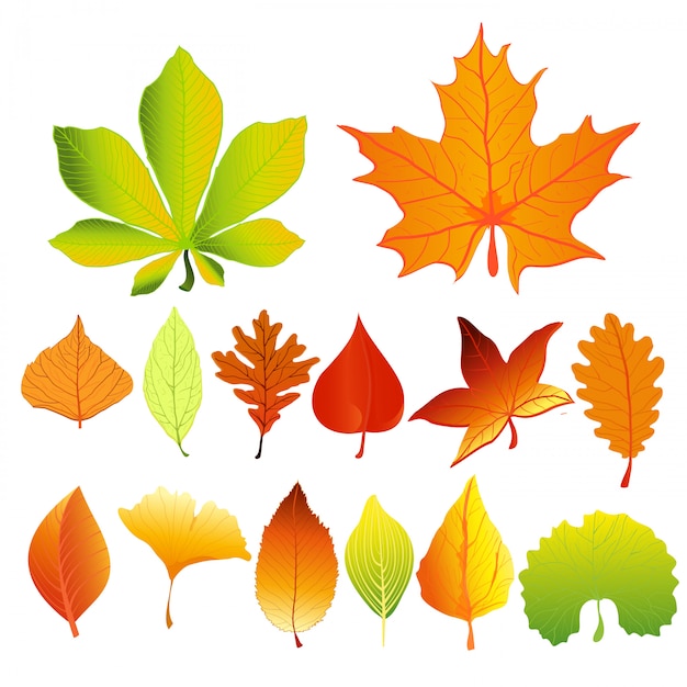 Vector illustration set of colorful and bright autumn leaves different colors and shapes in flat cartoon style. red, green and yellow leaves.